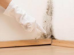 Trusted Williston Highlands, FL Mold Removal Services Experts